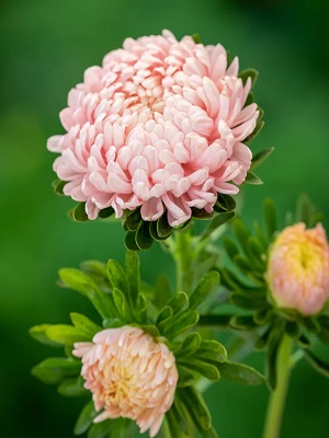 CHINA ASTER Tower Chamois